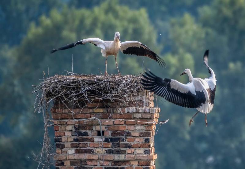 Professional Chimney Animal Removal Services in Thornton, Illinois